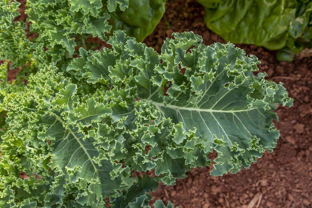 My Experience with Growing Kale, Escarole, and Spinach