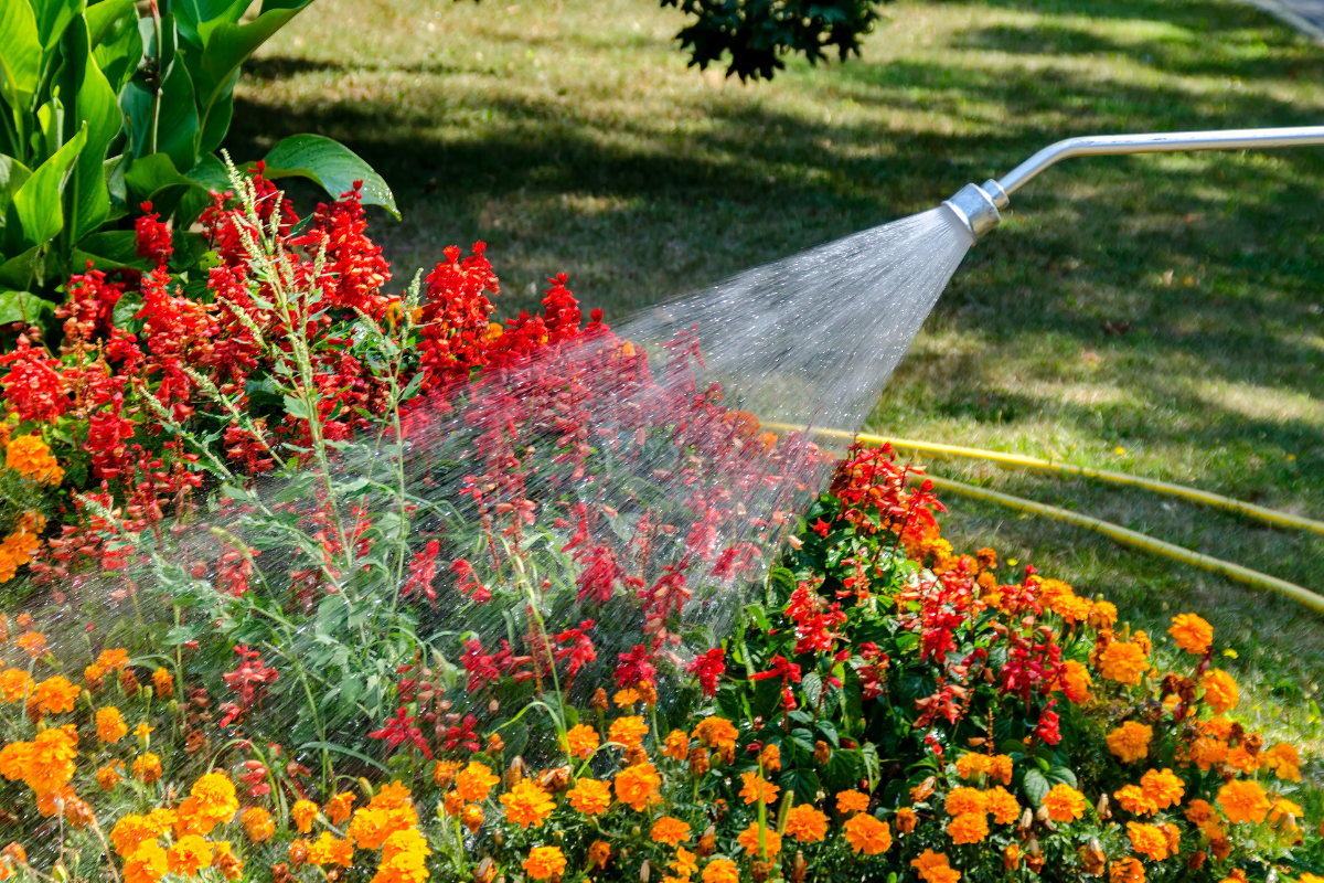 How Does Hard Water Affect Your Plants?